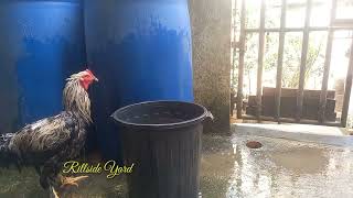 Chicken Delousing and Conditioning [upl. by Annabelle]