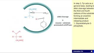 Aldolase mechanism [upl. by Ivens]