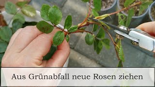 26052023 Rosen über Stecklinge vermehren [upl. by Alasteir170]