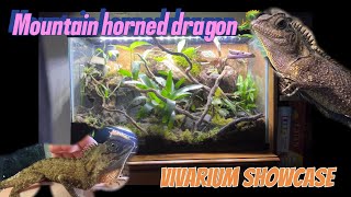 Building a bioactive vivarium for my miniature dragon 🐉 mountain horned lizard remake🐲 [upl. by Albemarle25]