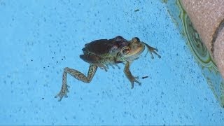 Frog Toads spawn eggmass tadpole legs Froglet pool maintenance cleaning Sony NEX7 [upl. by Bradford398]