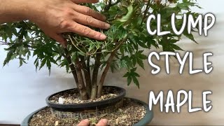 Clump Style Japanese Maple Bonsai [upl. by Menashem]