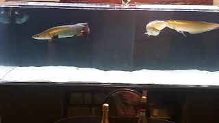 FEEDING ARAPIMA BLACK AROWANA SILVER AROWANA 400 gallon [upl. by Ytirev387]