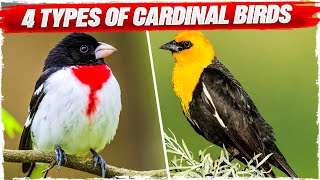 4 Types of Cardinal Birds with Pictures [upl. by Belda]