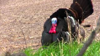 Biggest Turkey Shot With Bow [upl. by Euginomod772]