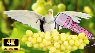 Make Happy Parrot Cockatiel Singing Training 🌿 Calopsita feliz cantando [upl. by Panayiotis]