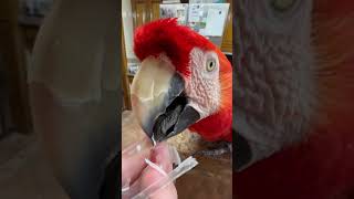 Person is preening their Macaw Parrot [upl. by Buderus]