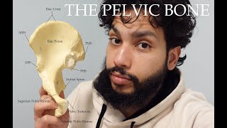 Making The Innominate Pelvic Bone Understandable [upl. by Altaf]