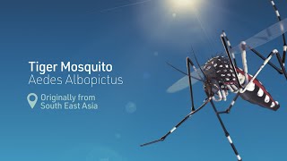 3D Science animation  Tiger mosquito spread [upl. by Madancy]