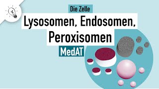 Lysosomen Endosomen Peroxisomen  Aufbau amp Funktion  MedAT  Biologie [upl. by Aihsyla]