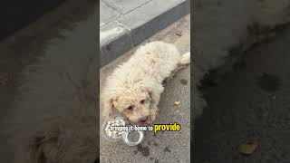 Rescuing an abused and abandoned fluffy white dog❤️ [upl. by Ytsirt]