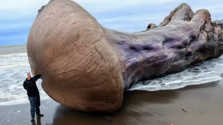 17 Strangest Things Washed Up on Beaches [upl. by Caputo]