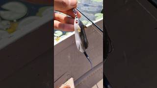 Fishing with a MOUSE LURE bassfishinglife bassfishing fishing bass [upl. by Oileduab]