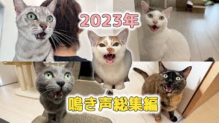 2023年！猫5匹の鳴き声まとめ総集編！ [upl. by Nnaj903]