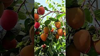 Persimmon Hachiya Tree plants fruitnature persimmonhorticulturetreeplanting [upl. by Fisk]