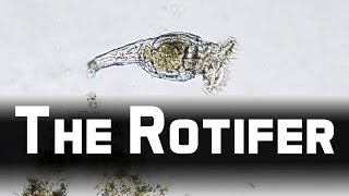 Howies Lab  Wheel animals Rotifer [upl. by Tess]