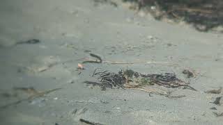 Piping Plover Chicks Foraging [upl. by Anaik733]