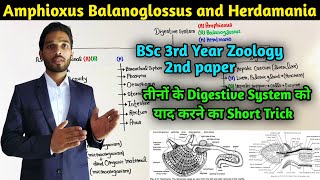 Digestive System of Herdmania Balanoglossus and Amphibious short Trick  BSc 3rd year Zoology [upl. by Allianora]