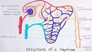 Nephron Diagram  How to draw and label the parts of a Nephron [upl. by Inail916]