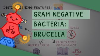 Gram Negative Bacteria Brucella [upl. by Adilem]