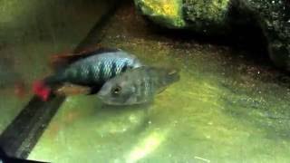 haplochromis sp 44 red fin spawning [upl. by Ledairam52]