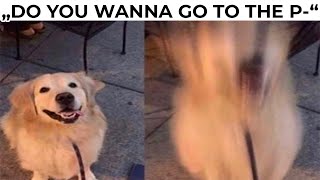 DOG MEMES [upl. by Ibby]