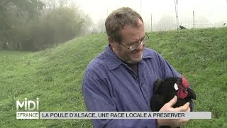 ANIMAUX  La poule dAlsace une race locale à conserver [upl. by Nosiddam566]