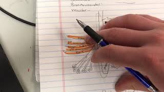 Bronchial Bronchovesicular amp Vesicular Lung Sounds  EMT MADE EASY [upl. by Resor354]