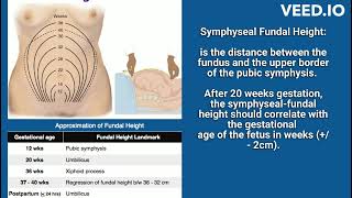 Fundal height according to week of pregnancy [upl. by Elak]