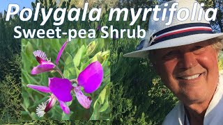 Polygala myrtifolia  Sweet Pea Shrub anatomy growing and maintenance [upl. by Sueahccaz521]