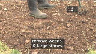 How To Transplant Seedlings InTo The Ground [upl. by Hodgson]