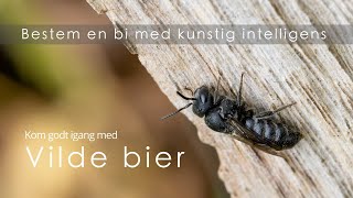 Vilde bier  Bestem en bi med billedegenkendelse og AI [upl. by Enner317]