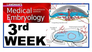 Langman Chapter5  Third Week of Human Development  Embryology  Gastrulation  Dr Asif Lectures [upl. by Ora967]