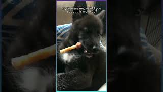 Met a black baby I didnt think it was a wolf and took it home rescue animalrescue animals wolf [upl. by Ateval]