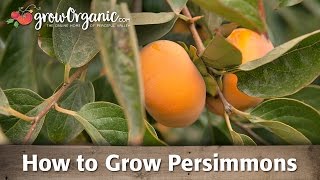 How To Grow Organic Persimmons [upl. by Ecire]