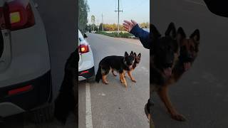 Most Obedient German Shepherds germanshepherd obediencetraining jumptraining obediencedogtrainer [upl. by Saffian]