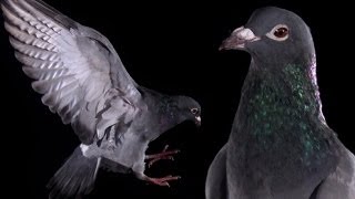 Slow Motion Pigeon Clap  Earth Unplugged [upl. by Lenwood]