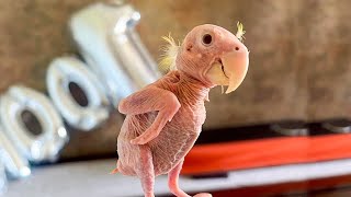 Featherless to Singer Birds Amazing Story [upl. by Maggie436]