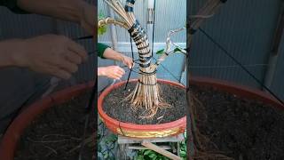 बोनसाई Membuat bonsai berfungsi [upl. by Ocko]