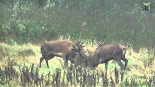 Edelherten gevecht Weerterbos 20130926 Natuurkanaal [upl. by Ellerrad402]