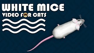 CAT GAMES  Catching White Mice Mouse Video for Cats to Watch  CAT amp DOG TV [upl. by Htabazile]