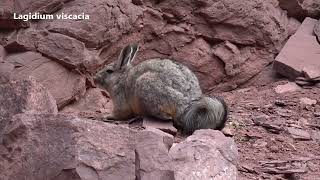 Excursión a la Cordillera de los Andes en Atacama Paisaje lagunas y vizcachas [upl. by Valiant204]