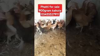 Phatti for sale 900 gramyoutube saleshortkahuta03455527911 [upl. by Pontus785]