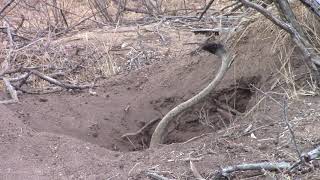 A lioness pulling a warthog from her burrow [upl. by Tarfe]