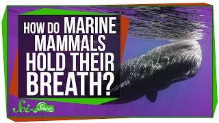 How Do Marine Mammals Hold Their Breath For So Long [upl. by Yatnahs]