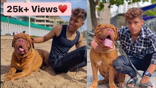 French Mastiff dog in Mumbai  dogue de bordeaux  Mumbai Beach  Pammys Lifestyle [upl. by Domenic]