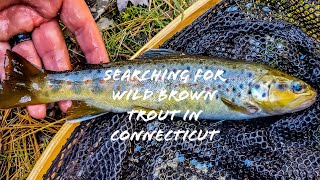 Searching for Wild Brown Trout in Connecticut [upl. by Epp]