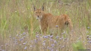 Chernobyl De zona proibida a paraíso da vida selvagem [upl. by Airamas]