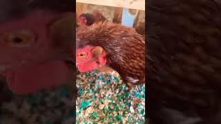 Chickens can be grumpy at times chickens chickencoop backyardchickens cooplife chickenbehavior [upl. by Antonetta]