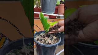 Me feeding my plant 🪴 gardening plants shorts foliage indoorplants funny [upl. by Winther]